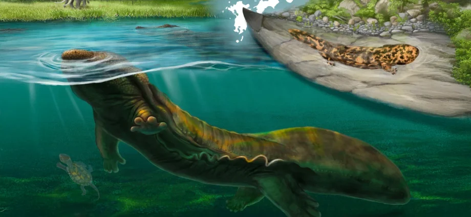 new-giant-salamander-species-discovered-in-3.5-million-year-old-fossils