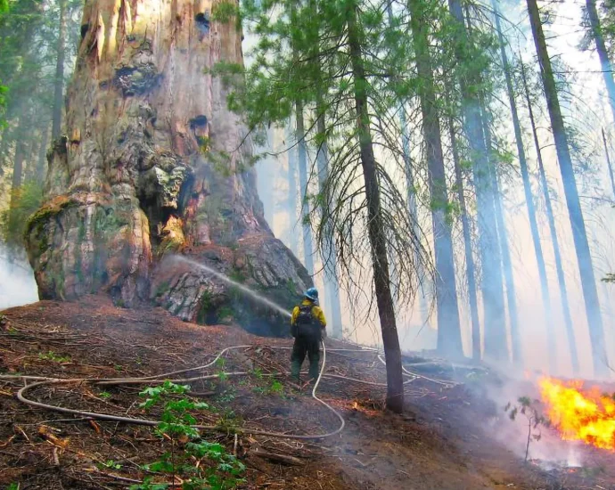 the-best-way-to-save-giant-sequoias-may-be-more-fire