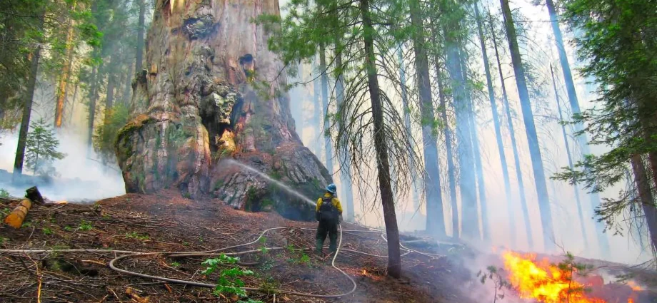 the-best-way-to-save-giant-sequoias-may-be-more-fire