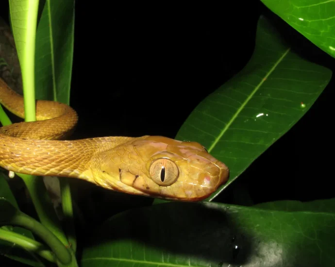 hidden-genetic-diversity-helped-inbred-brown-tree-snakes-conquer-guam