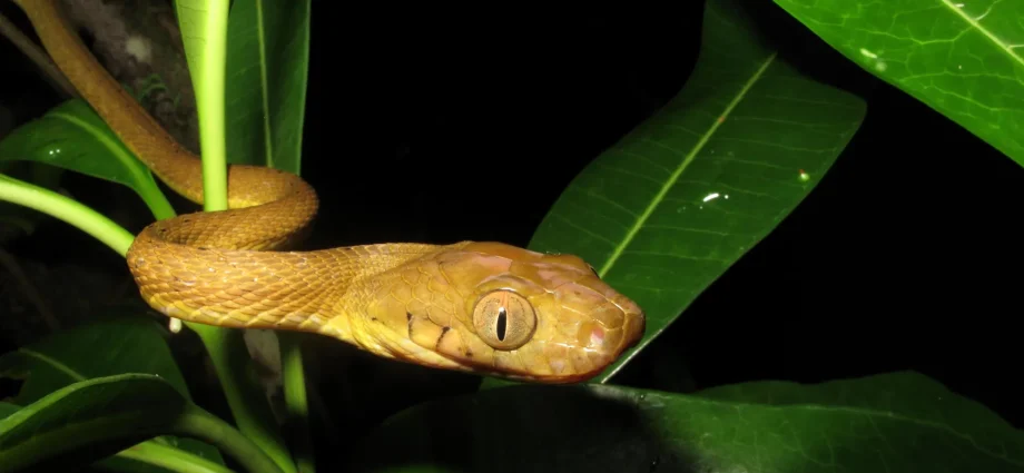 hidden-genetic-diversity-helped-inbred-brown-tree-snakes-conquer-guam