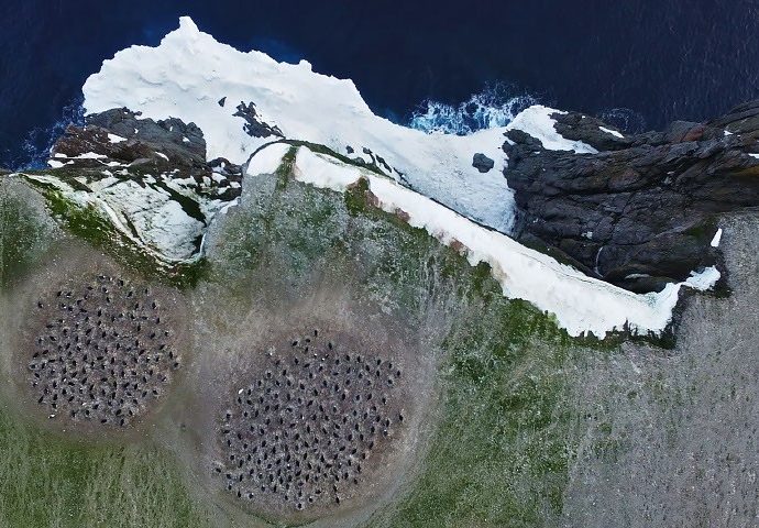 pink-penguin-guano-provides-diet-clues