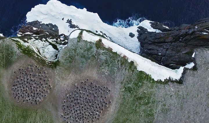 pink-penguin-guano-provides-diet-clues