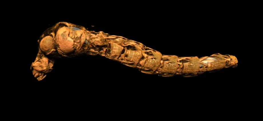 these-insect-submariners-survive-depths-that-should-crush-them