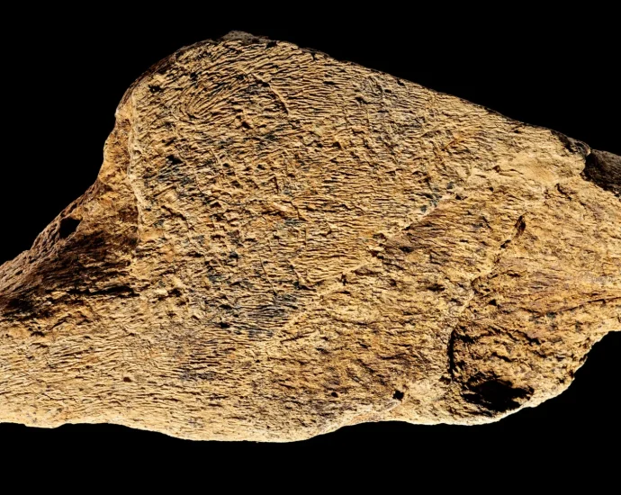 500,000-year-old-elephant-bone-hammer-shows-ancient-humans-were-master-toolmakers