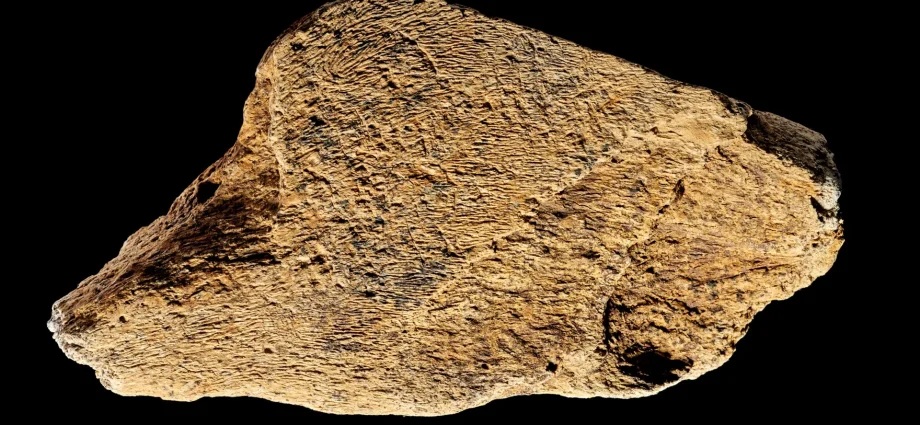 500,000-year-old-elephant-bone-hammer-shows-ancient-humans-were-master-toolmakers