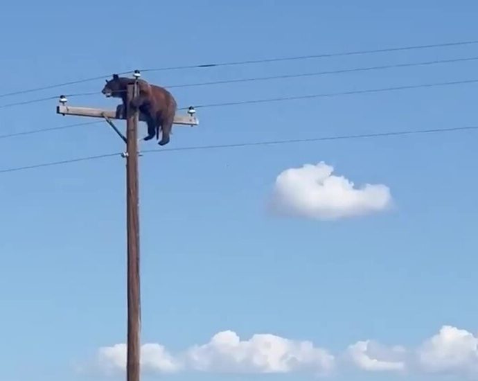 bear-dies-after-getting-stranded-atop-electric-pole-in-new-mexico
