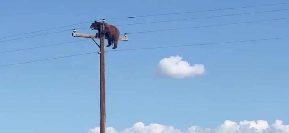 bear-dies-after-getting-stranded-atop-electric-pole-in-new-mexico