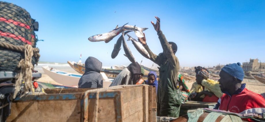 ‘they-want-us-gone’:-bp-gas-field-forces-out-senegal’s-fishers