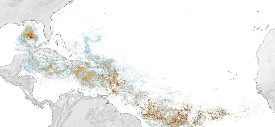 sizing-up-the sargassum belt
