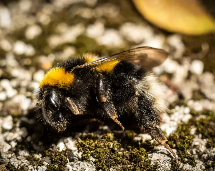 why-are-so-many-dead-bumblebees-appearing-on-sidewalks?