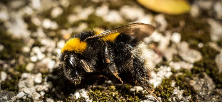 why-are-so-many-dead-bumblebees-appearing-on-sidewalks?
