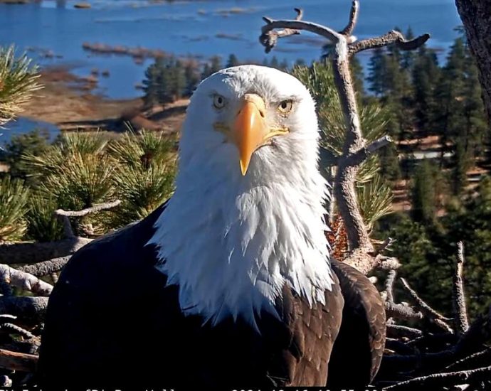 big-bear-bald-eagle-jackie-leaves-intensive-care-but-remains-‘very-sick’