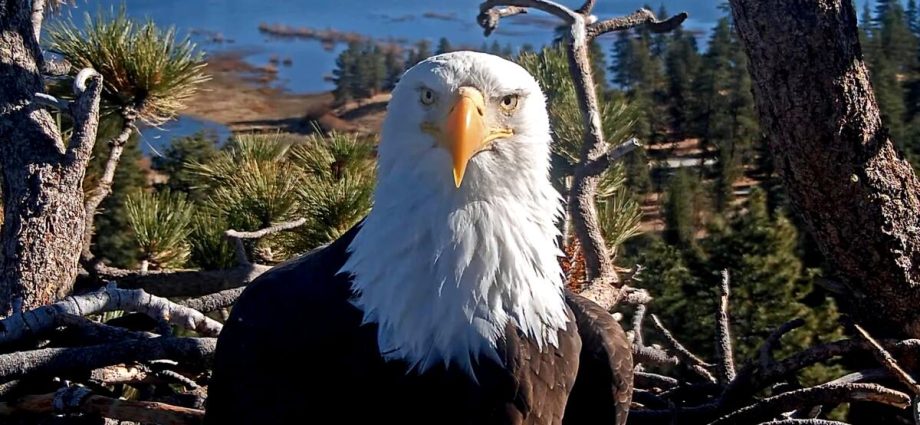 big-bear-bald-eagle-jackie-leaves-intensive-care-but-remains-‘very-sick’