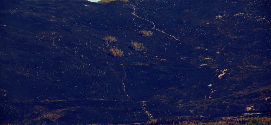 as-wildfires-plague-europe,-scotland-races-to-save-a-cherished-national-park