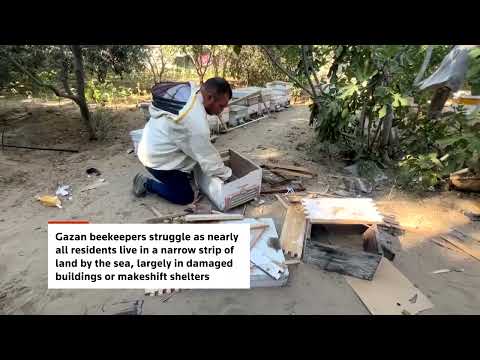 gaza-beekeepers-struggle-to-rebuild