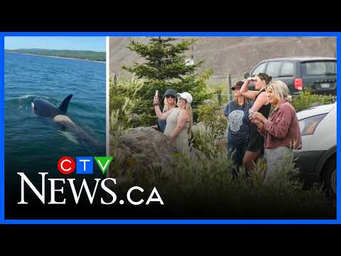 how-rare-are-orcas-in-nova-scotia-waters?