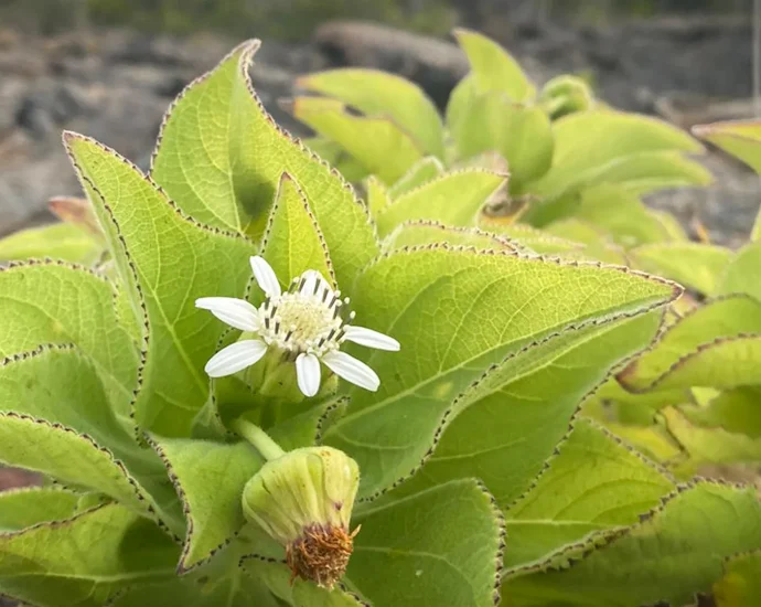 scientists-found-evolution-repeating-itself-in-the-galapagos-islands