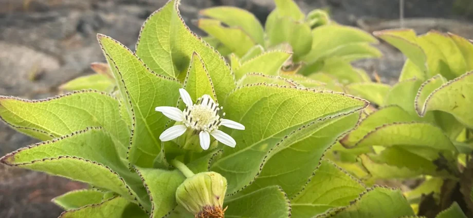 scientists-found-evolution-repeating-itself-in-the-galapagos-islands