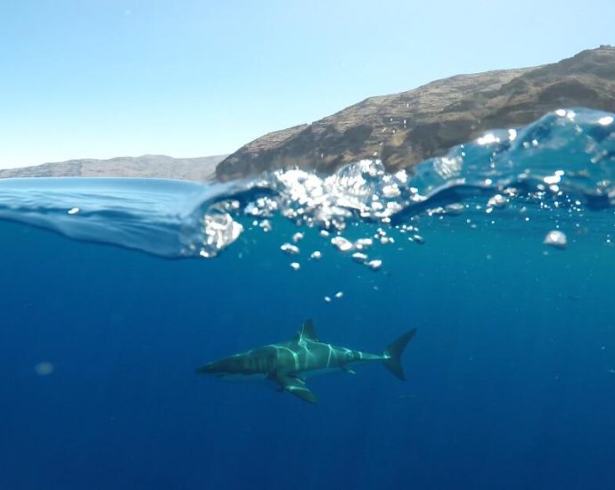 sharks-can-hear-you-swimming-from-100-feet-away.-that’s-not-necessarily-a-bad-thing