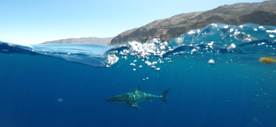 sharks-can-hear-you-swimming-from-100-feet-away.-that’s-not-necessarily-a-bad-thing