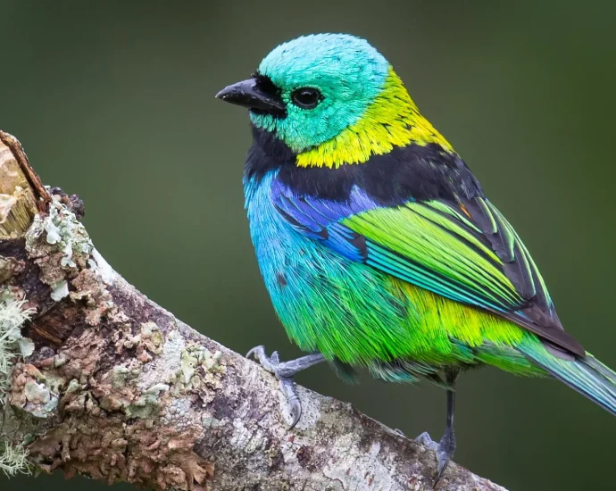 ai-reveals-explosive-bursts-in-bird-evolution