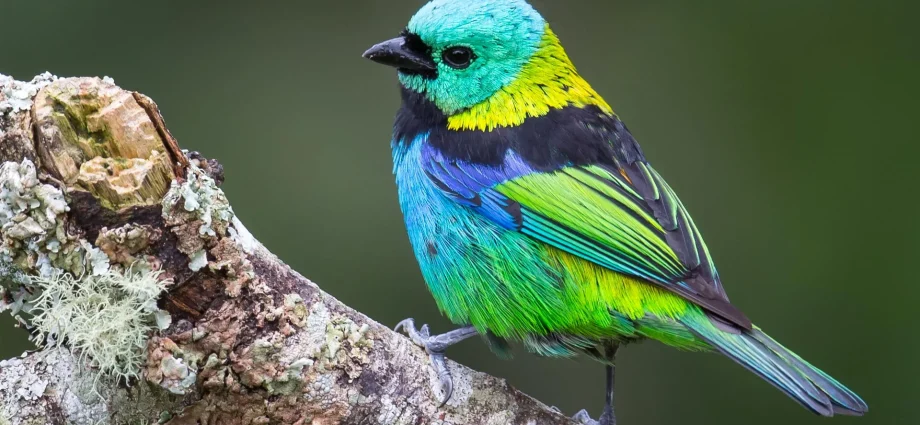 ai-reveals-explosive-bursts-in-bird-evolution