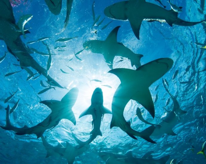 nypd-deploys-drones-for-safety-as-shark-sightings-increase