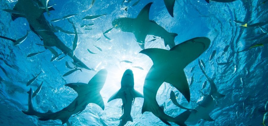 nypd-deploys-drones-for-safety-as-shark-sightings-increase