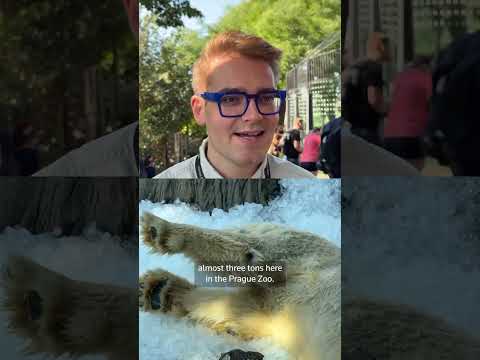polar-bears-chill-out-as-heatwave-hits-prague