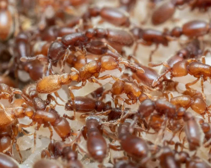 ant-brains-reveal-how-evolution-turned-hunger-into-parenting