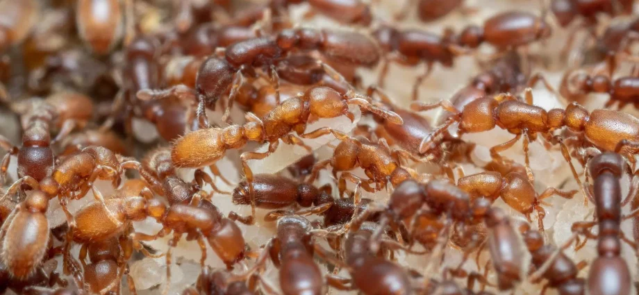 ant-brains-reveal-how-evolution-turned-hunger-into-parenting