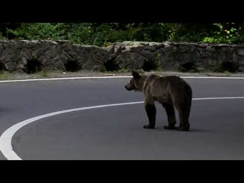 romania-expands-bear-cull,-critics-say-enforcement-gaps-persist