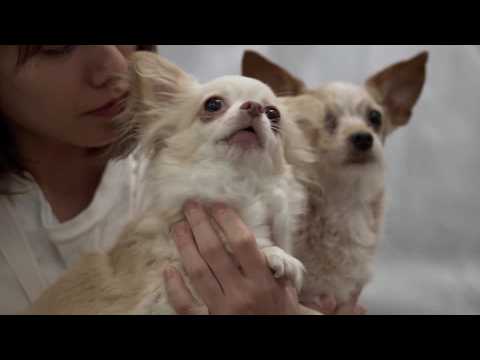 japan-quake-survivors-take-shelter-in-hospital-with-pets
