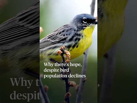 why-there’s-hope,-despite-bird-population-declines