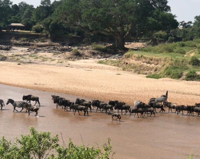 the-battle-for-the-maasai-mara:-can-kenya’s-most-iconic-ecosystem-be-saved?