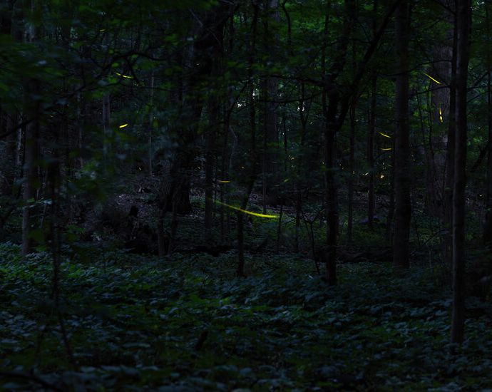 when-the-fireflies-come-out-to-play