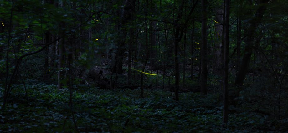 when-the-fireflies-come-out-to-play
