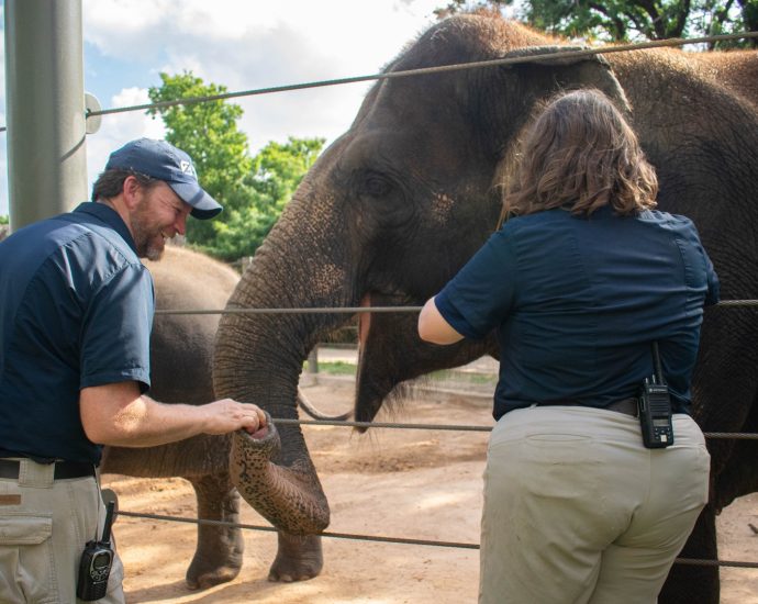 breakthrough-vaccine-shows-promise-against-deadly-elephant-virus
