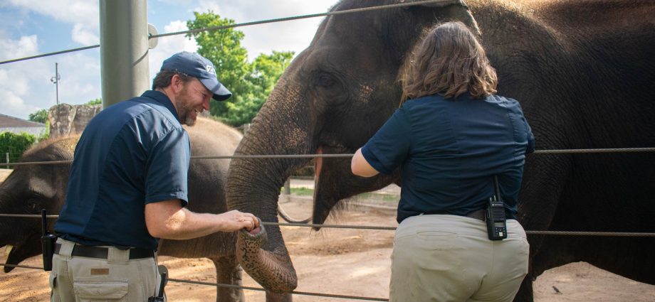 breakthrough-vaccine-shows-promise-against-deadly-elephant-virus