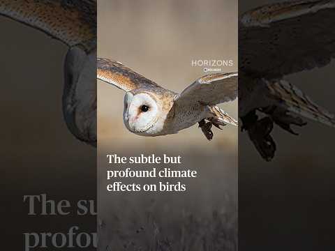 the-subtle-but-profound-climate-effects-on-birds