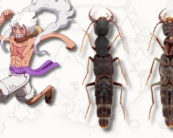 these-bizarre-new-beetles-look-so-stretchy-scientists-named-them-luffy