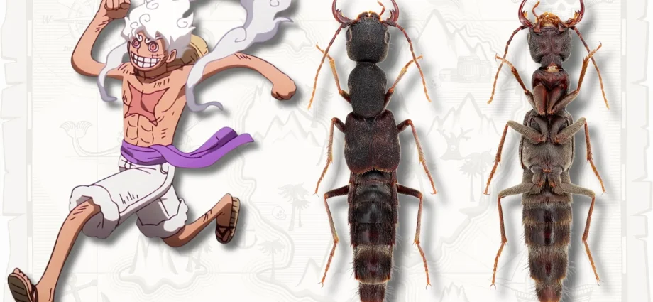 these-bizarre-new-beetles-look-so-stretchy-scientists-named-them-luffy