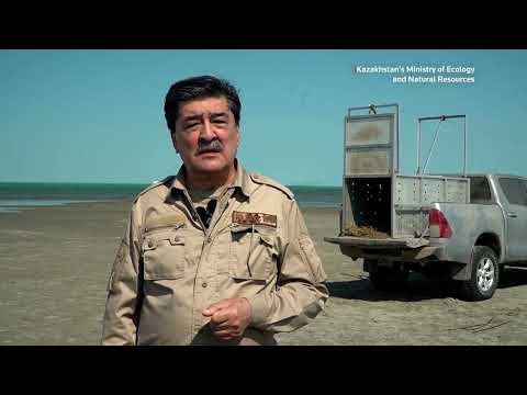 amur-tiger-released-in-kazakhstan-under-reintroduction-project