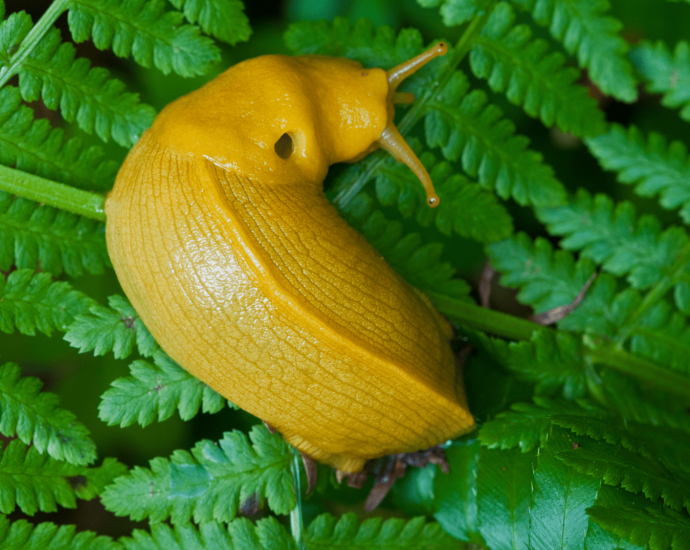 Watching a banana slug chomp greens with thousands of tiny teeth is oddly soothing