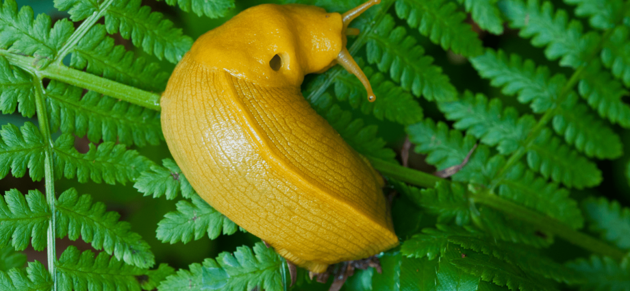 Watching a banana slug chomp greens with thousands of tiny teeth is oddly soothing