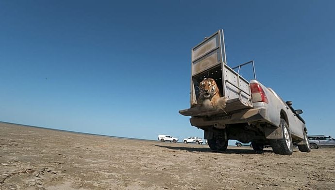moment-rare-amur-tiger-is-released-into-kazakh-wild