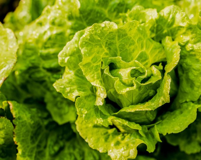 michigan-says-salad-is-safe-again-as-state’s-cyclosporiasis-cases-fall