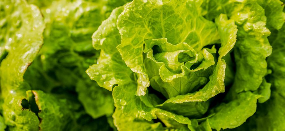 michigan-says-salad-is-safe-again-as-state’s-cyclosporiasis-cases-fall