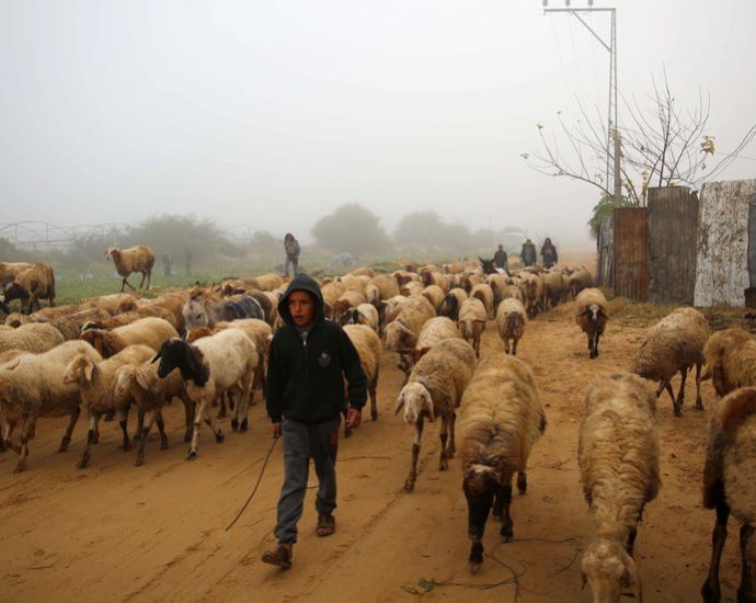 despite-destruction,-a-farmer-in-gaza-persists
